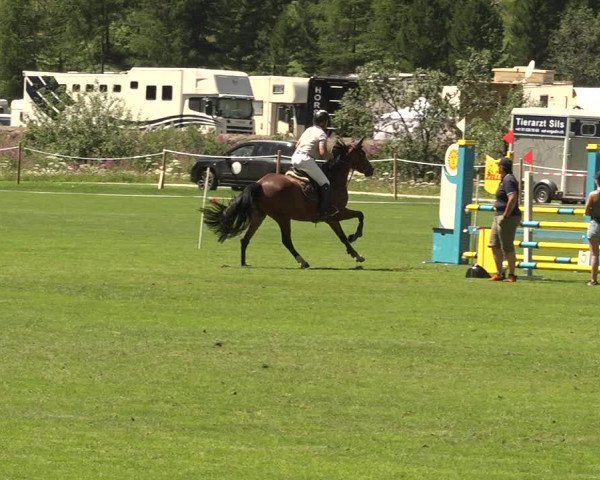 Sommer Concourse Hippique in St. Moritz 2021