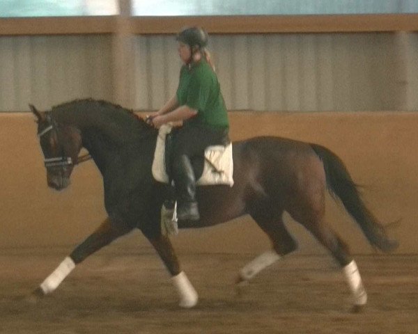 broodmare Stute von Stetinger (Hanoverian, 2008, from Stedinger)