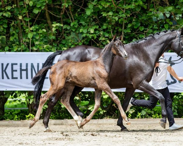 horse Elaysa (Trakehner, 2021, from Tantalos)