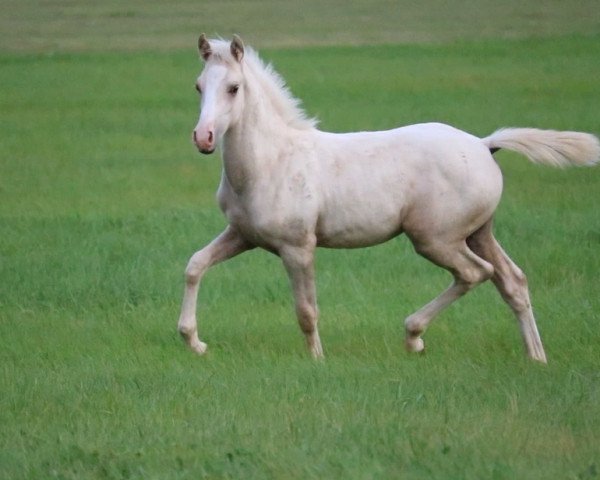 stallion Rheingolds Raffaello SLE (German Riding Pony, 2021, from Rheingold)