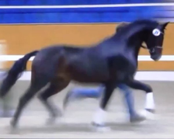 horse Seine Exellenz (Oldenburg, 2012, from Sean Connery)