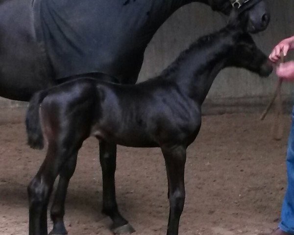 horse Esprit du Soir (Trakehner, 2016, from Honoré du Soir)