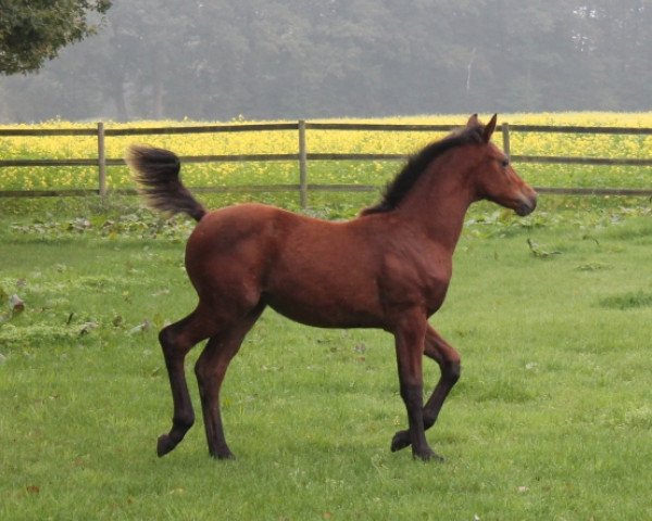 jumper Candira B (Oldenburg show jumper, 2014, from Cantolar)