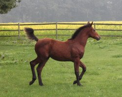 jumper Candira B (Oldenburg show jumper, 2014, from Cantolar)