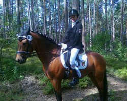 Dressurpferd Tabea 32 (Deutsches Reitpony, 2009, von Marlo)