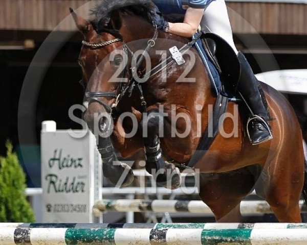 Springpferd Cortarzar (Westfale, 2003, von Collin L)