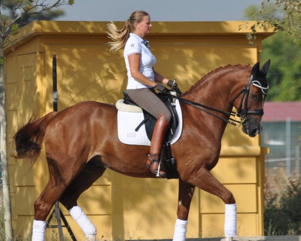 horse Famoso (Oldenburg,  )