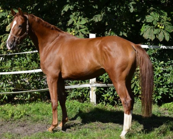 horse Londonberry (Hanoverian, 2014, from Londonberry)
