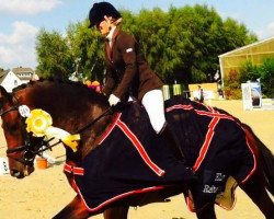 jumper Free Spirit Star (KWPN (Royal Dutch Sporthorse), 2010, from Diarado)