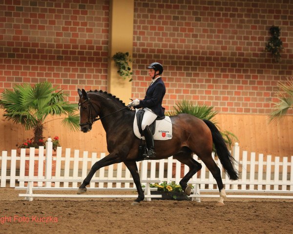 dressage horse What's Up 42 (Hanoverian, 2007, from Weltmeyer)