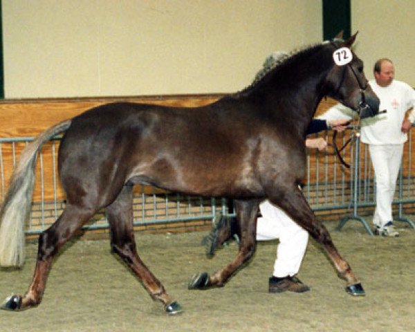 Pferd Brandy XIII (New-Forest-Pony, 1995, von Beaucandan Brendan)