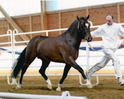 stallion Kulberg's Lancelot (New Forest Pony, 2001, from Marits Mistique)