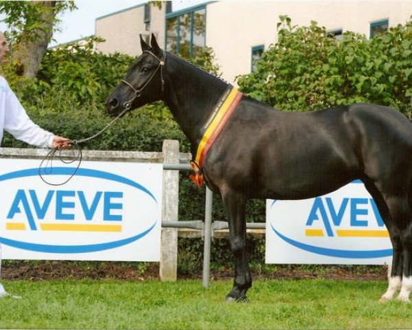broodmare De Hofstede's Carija (New Forest Pony, 2002, from Kantje's Armando)