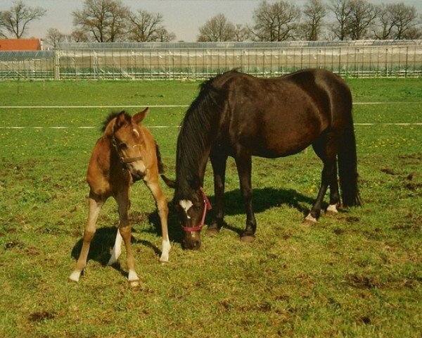 broodmare De Hofstede's Carissa (New Forest Pony, 1993, from Young Winsome's Adrian)