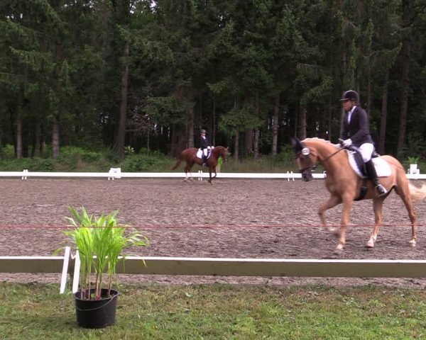 Reitturnier Kellinghusen 2021
