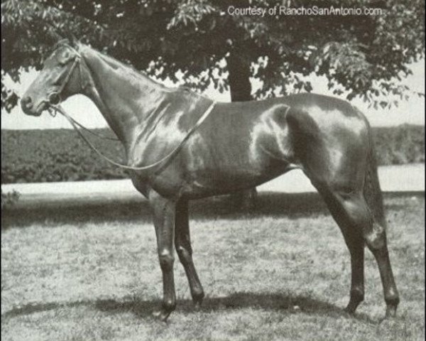 broodmare Adargatis xx (Thoroughbred, 1931, from Asterus xx)