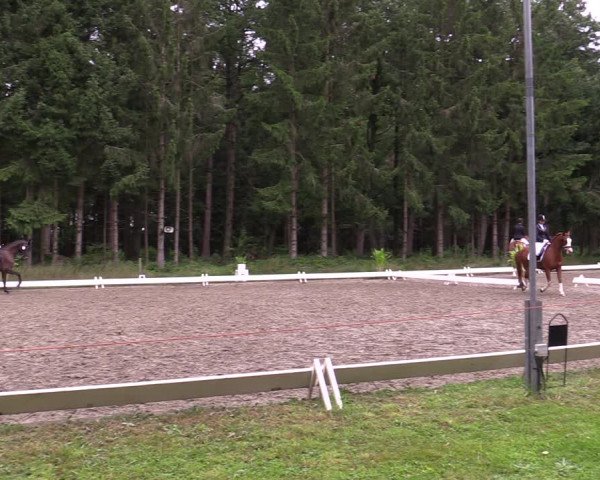 Reitturnier Kellinghusen 2021