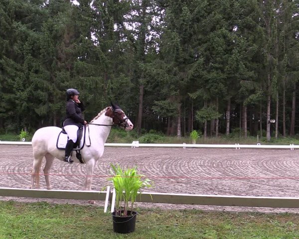 Reitturnier Kellinghusen 2021