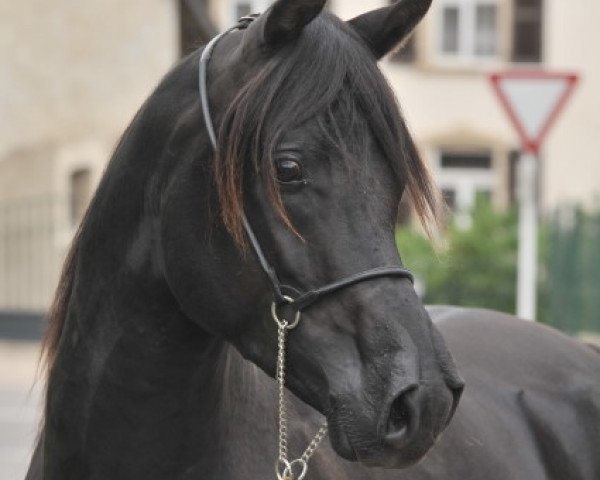dressage horse GR Farris EAO (Arabian purebred, 2009, from GR Faleeh EAO)
