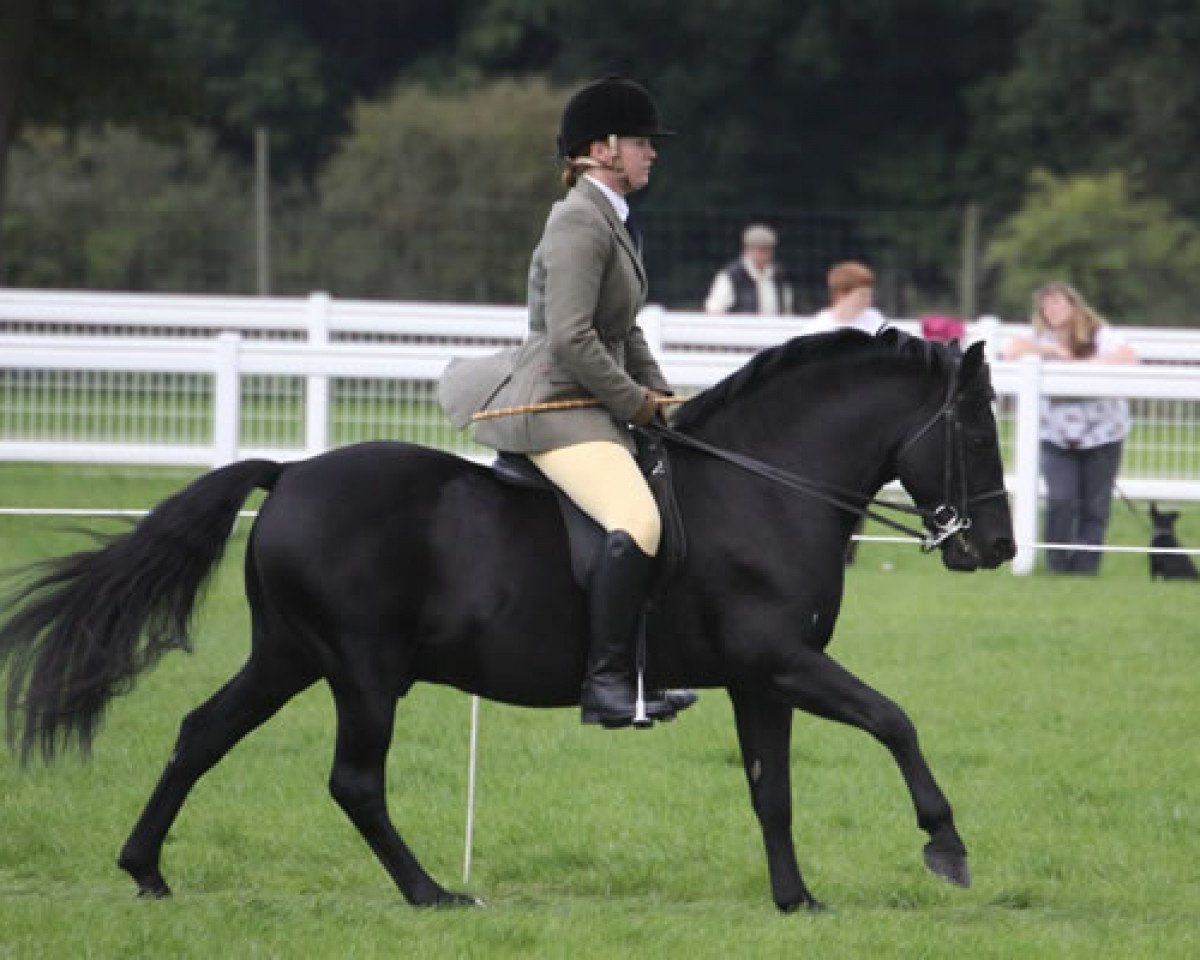 Deckhengst Long Copse Elton (New-Forest-Pony, 1997, von Furzey Lodge Samson)