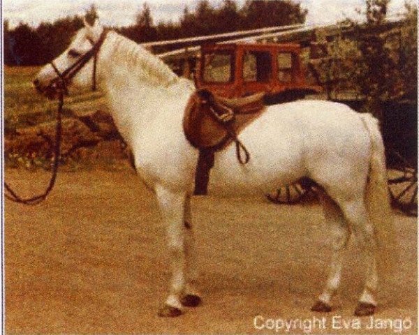 stallion Zuidpool's Rufus van Nomad (New Forest Pony, 1961, from Wigley Nomad)