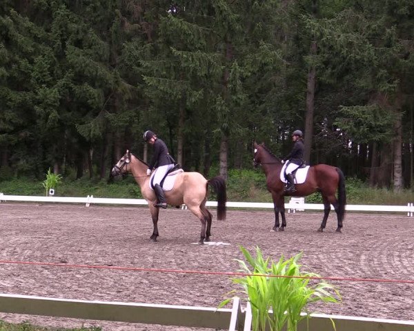 Reitturnier Kellinghusen 2021