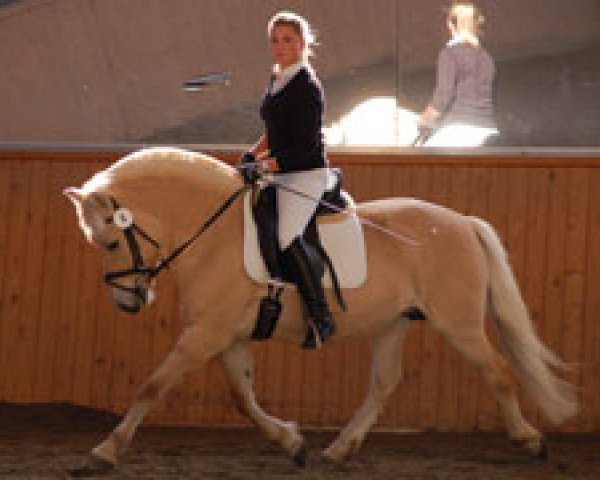 broodmare Kis-Mia (Fjord Horse, 2005, from Kvest Halsnæs)