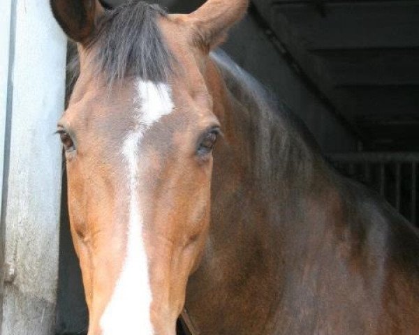 horse Landreo (KWPN (Royal Dutch Sporthorse), 1993, from Falergo)