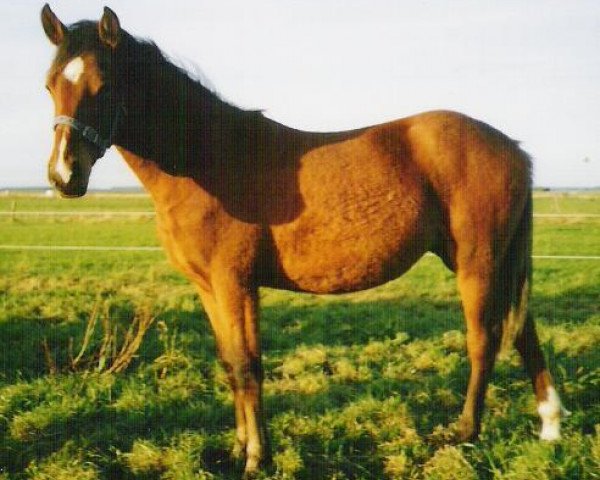 broodmare Eikenhorst's Tamara (New Forest Pony, 2002, from Wayland Cranberry) broodmare Eikenhorst's Tamara (New Forest Pony, 2002, from Wayland Cranberry)