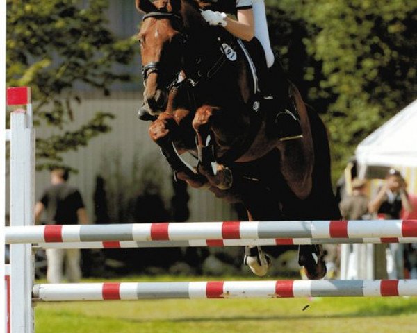 jumper Cayenn D (Hanoverian, 2002, from Chasseur I)