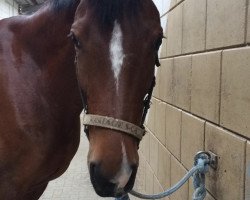 horse Shetan Classic (Rhinelander, 2006, from Sandro Classic)