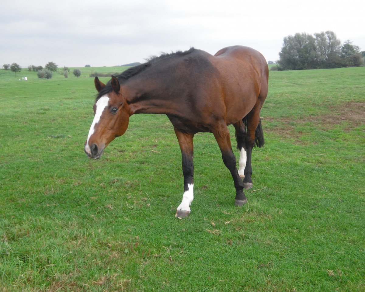 Pferd Pascal 362 (Westfale, 1992, von Paulaner)
