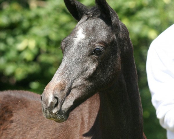 horse Sindbad (Trakehner, 2014)