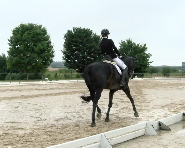 Reitturnier Biberach/Riß 2021