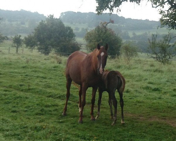 broodmare PC Surani Bint Surani ox (Arabian purebred, 2010, from Amar El Pascha ox)