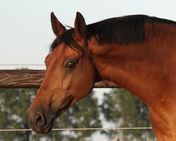 Pferd Promotion 12 (Rheinländer, 1997, von Pageno)