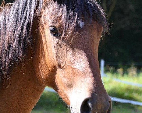 dressage horse Darina (German Riding Pony, 2010, from Top Der Da)