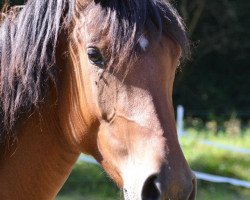 dressage horse Darina (German Riding Pony, 2010, from Top Der Da)