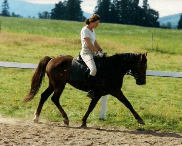 horse Nieuwmoed's Remco (New Forest Pony, 1994, from Young Winsome's Adrian)