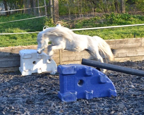 dressage horse Grisu (Shetland Pony, 2005, from Grimsel)