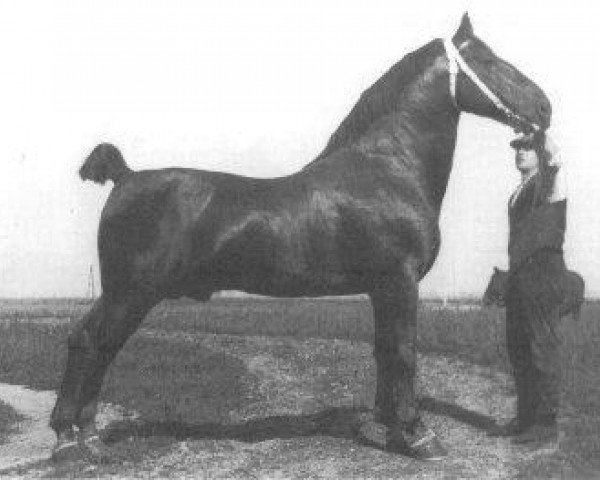 Deckhengst Sultan II (Groninger, 1925, von Sigismund) Deckhengst Sultan II (Groninger, 1925, von Sigismund)