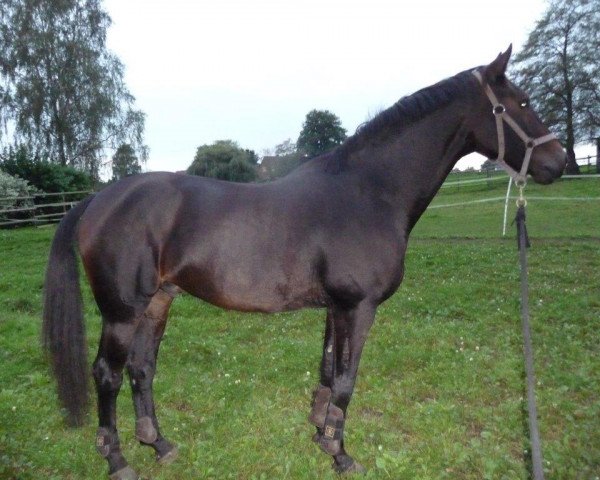 horse Seiyo (Westphalian, 2007, from Sanyo)