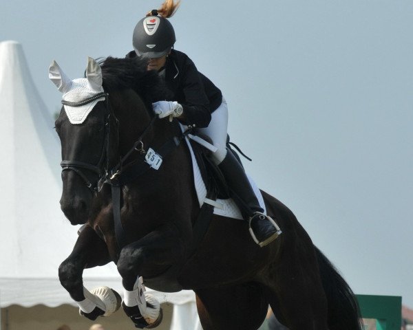horse Prinzessin (Hanoverian, 2006, from Don Frederico)