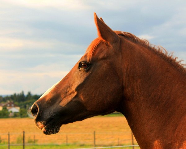 dressage horse Angel (German Riding Pony, 1995, from Achmet ShA)