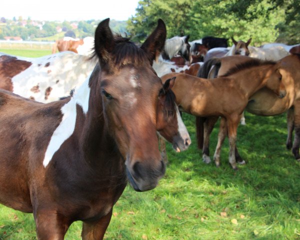 Broodmare Odina (Pinto/Small Riding Horse, 2014, from Otje)