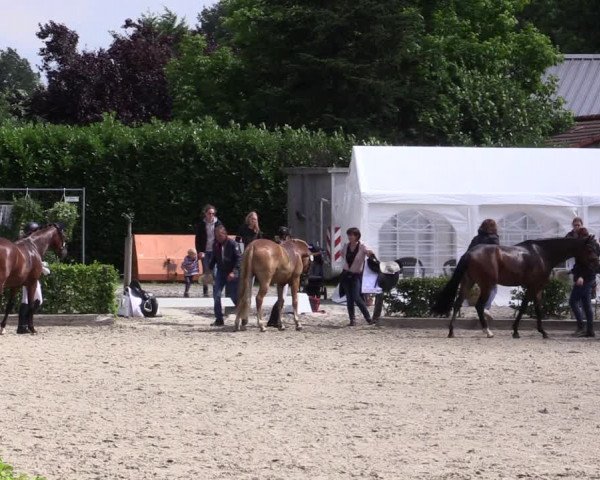 Pony- und Juniorenturnier Olfen 2021