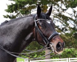 dressage horse Don Grosso 2 (Westphalian, 2006, from Don Schufro)