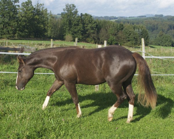 horse Reds Dark Rein (Quarter Horse, 2012, from Reds Gonna Rein)