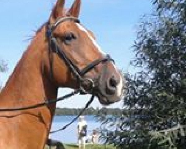 horse Quadro 16 (German Sport Horse, 2006, from Quaterman I)