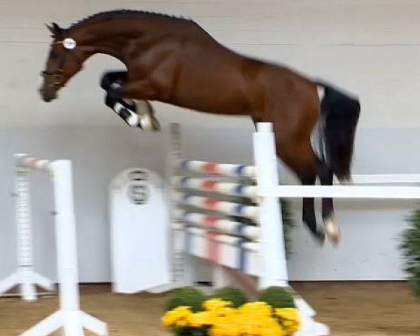 dressage horse Cleveland-Ra (Hanoverian, 2012, from Chequille 2)